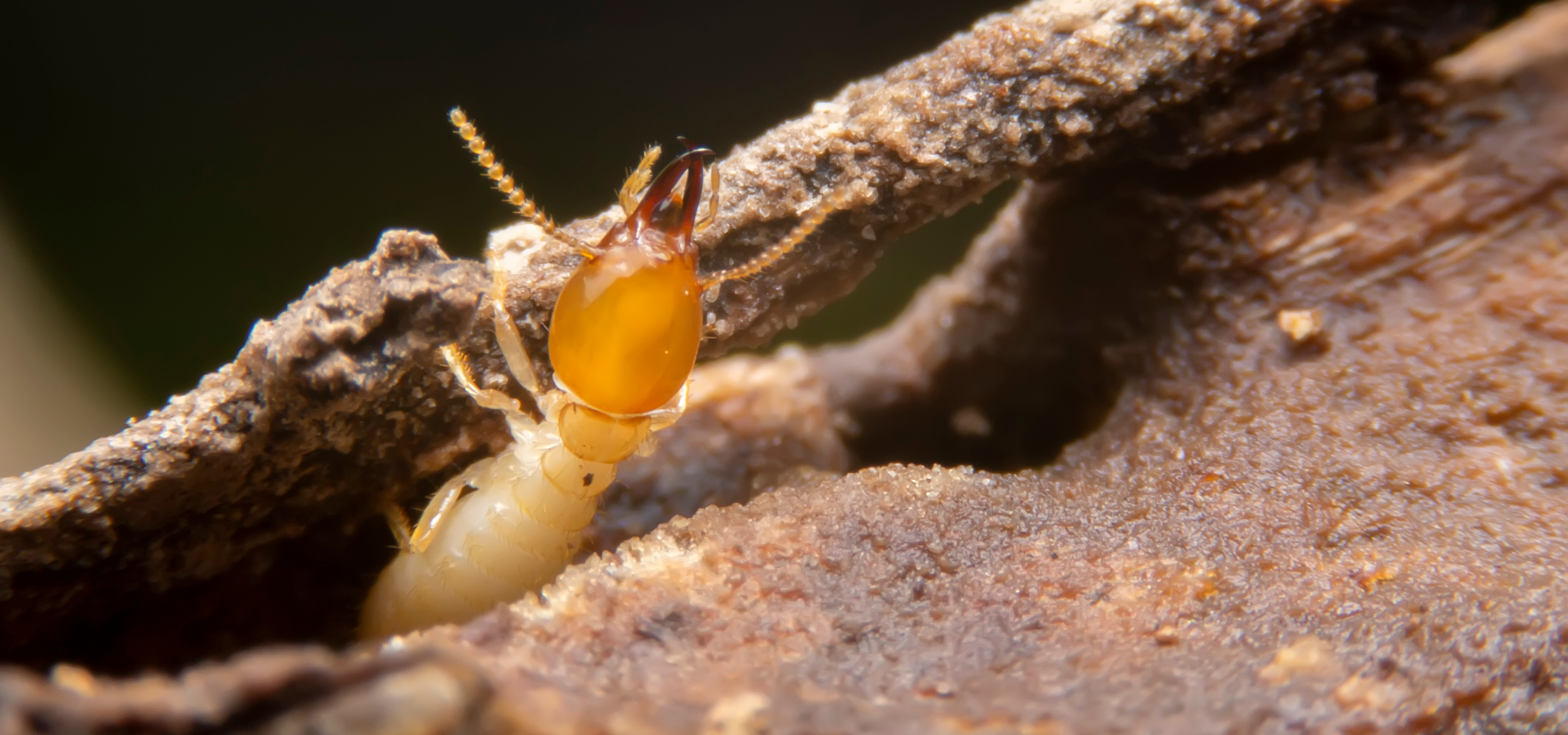 Premier Termite Control Services in Atlanta with North Fulton Pest Solutions