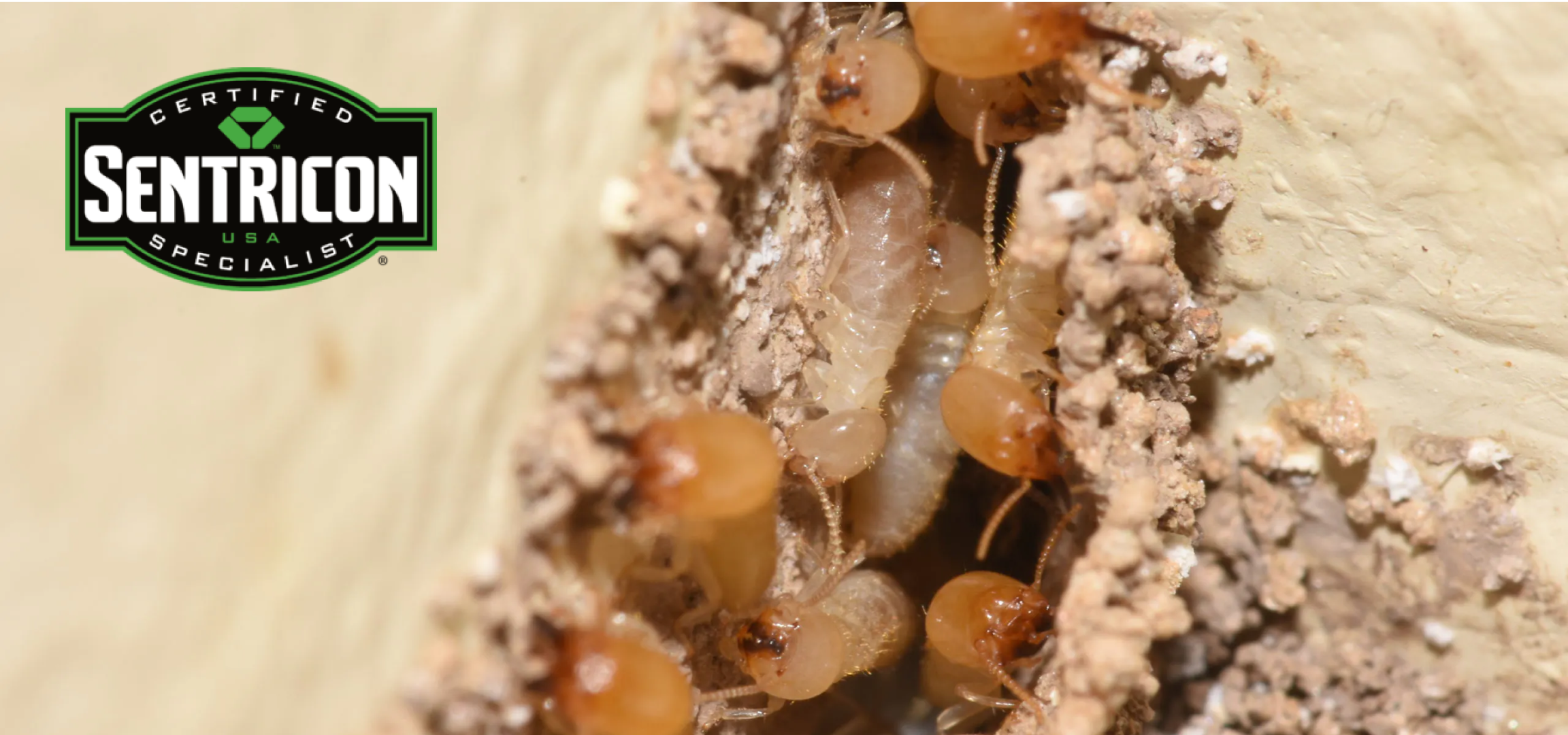 North Fulton Pest Solutions team conducting termite treatment in Alpharetta
