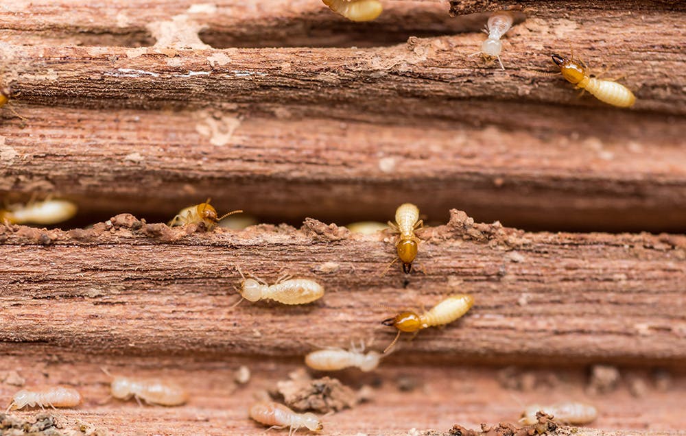 Minimize the Risks of Termites