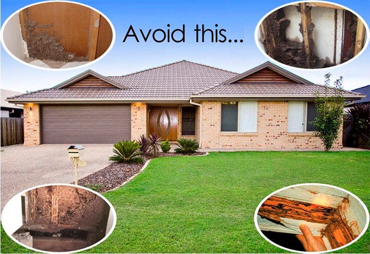 Minimize The Risks of Termites