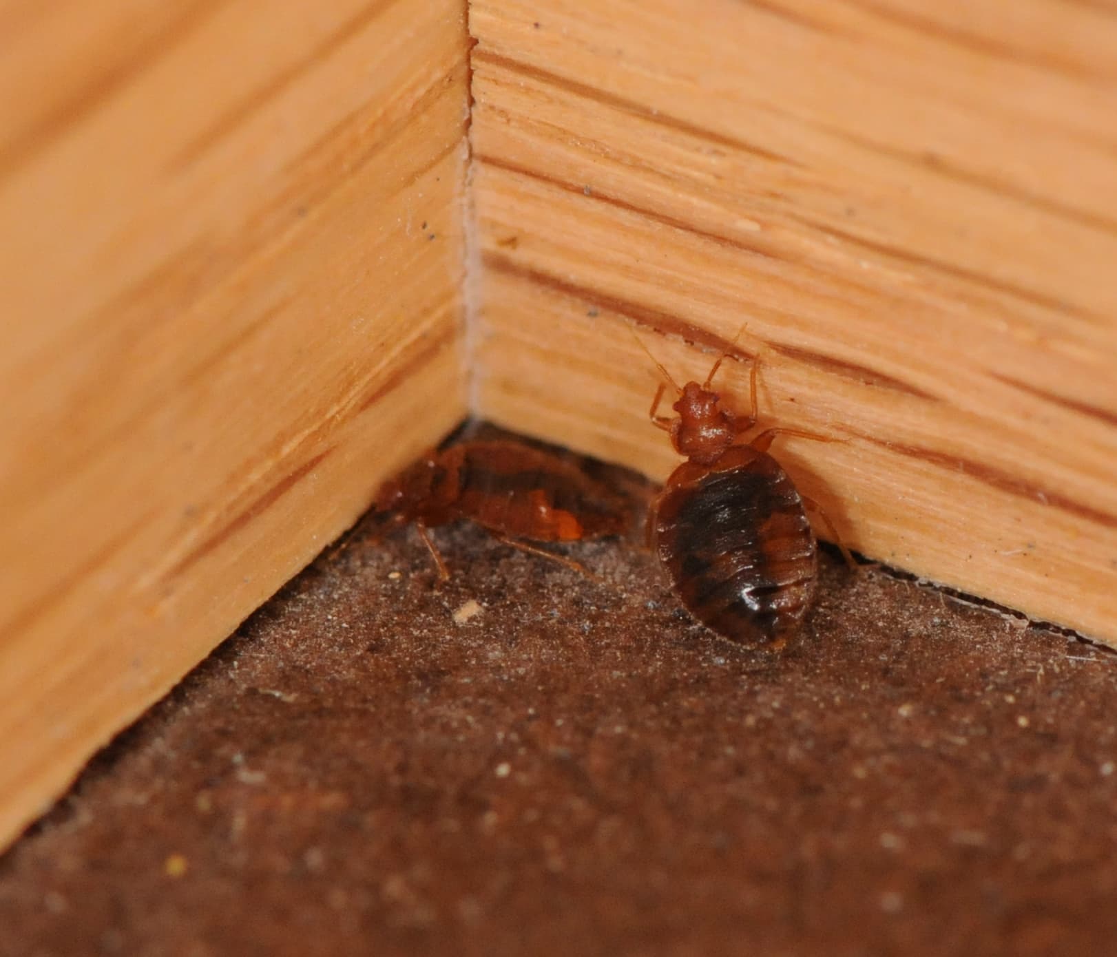 Bed Bug
