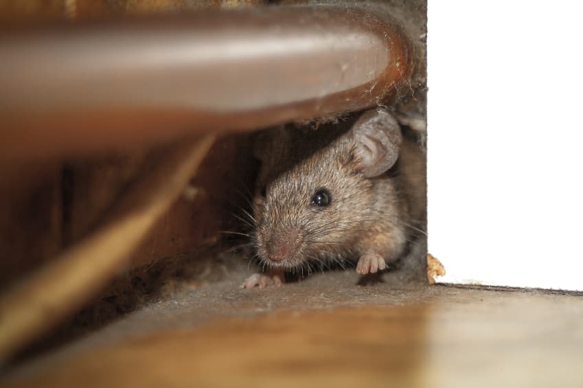 5 Signs You Have Mice In Your Attic And How You Can Remove Them - Rid-O-Mice