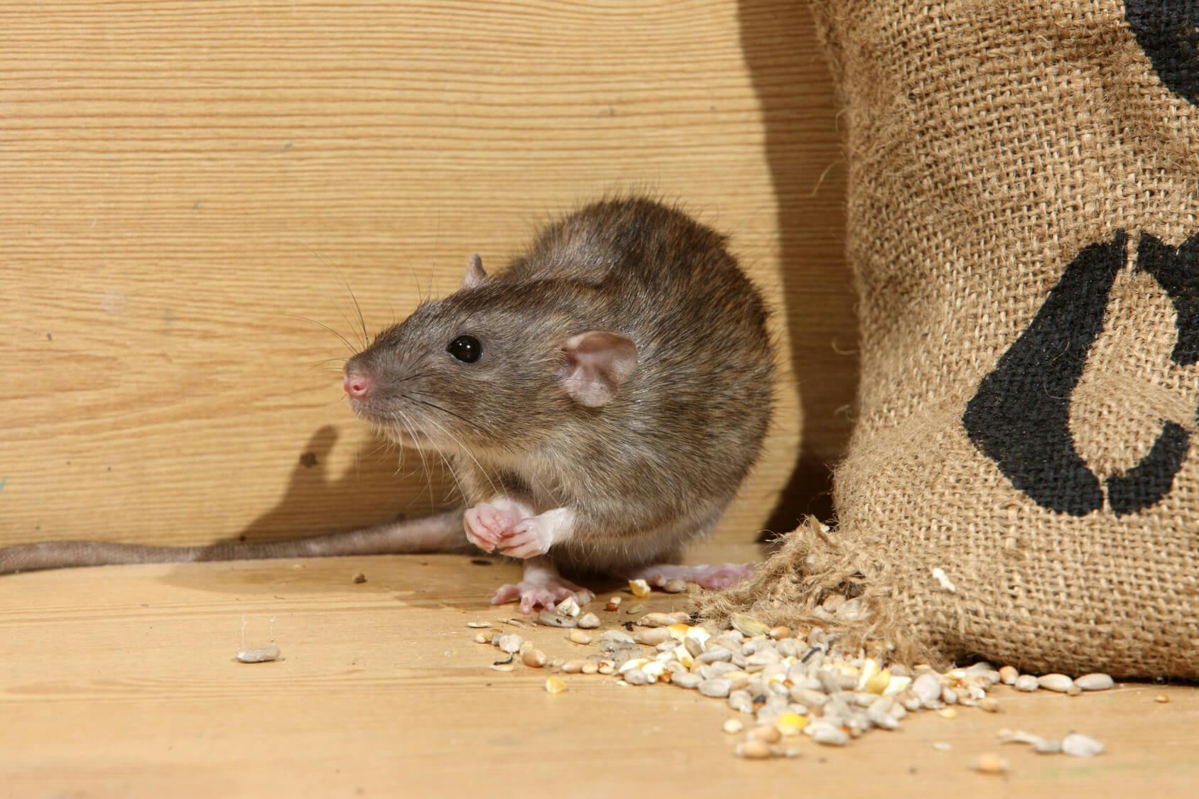 Rat Removal Cumming - North Fulton Pest Solutions