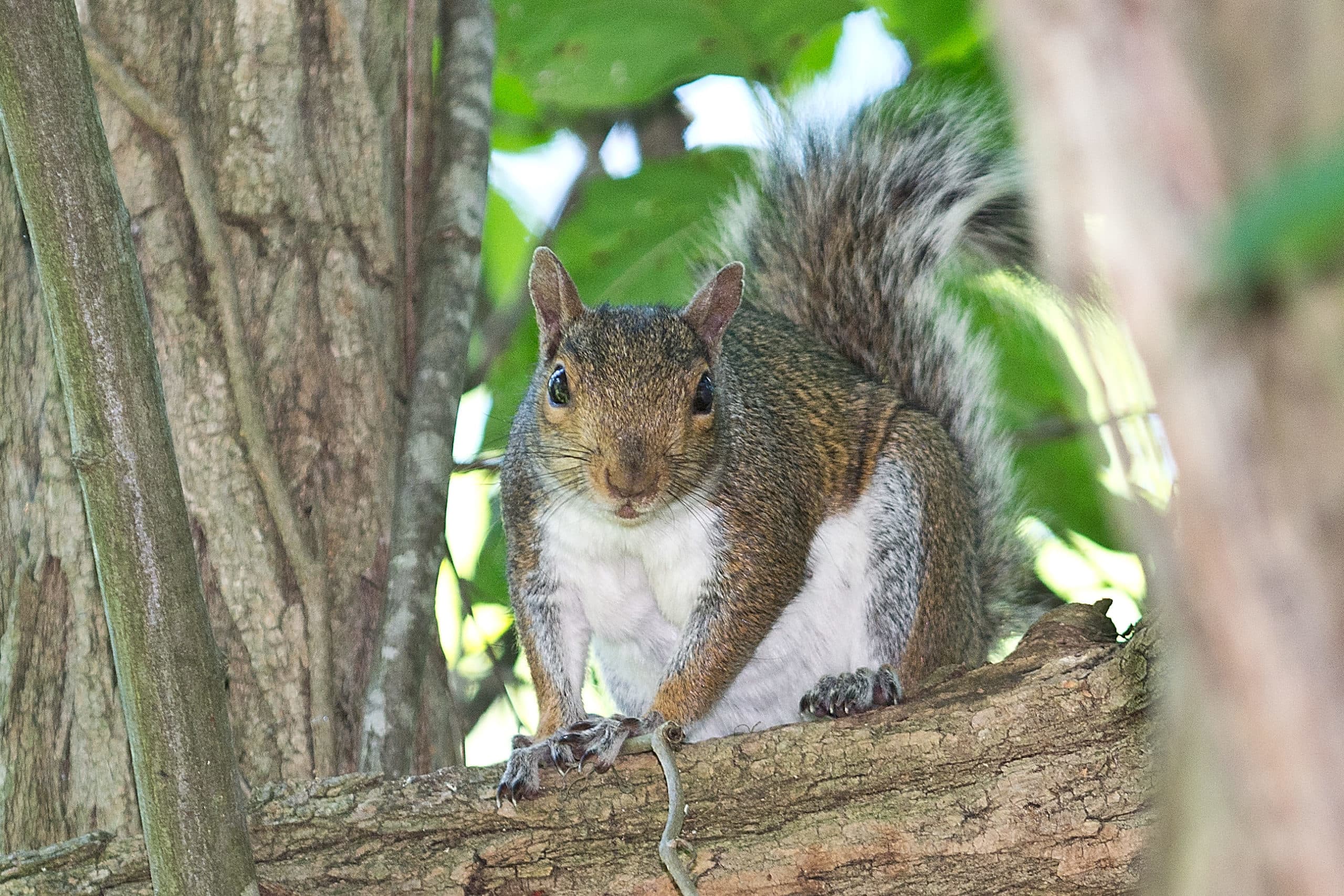 https://www.northfultonexterminating.com/_next/image?url=%2F_next%2Fstatic%2Fmedia%2FSquirrel-on-tree-looking-at-camera-cropped-scaled-e1588832798295.0d79b69a.jpg&w=3840&q=75