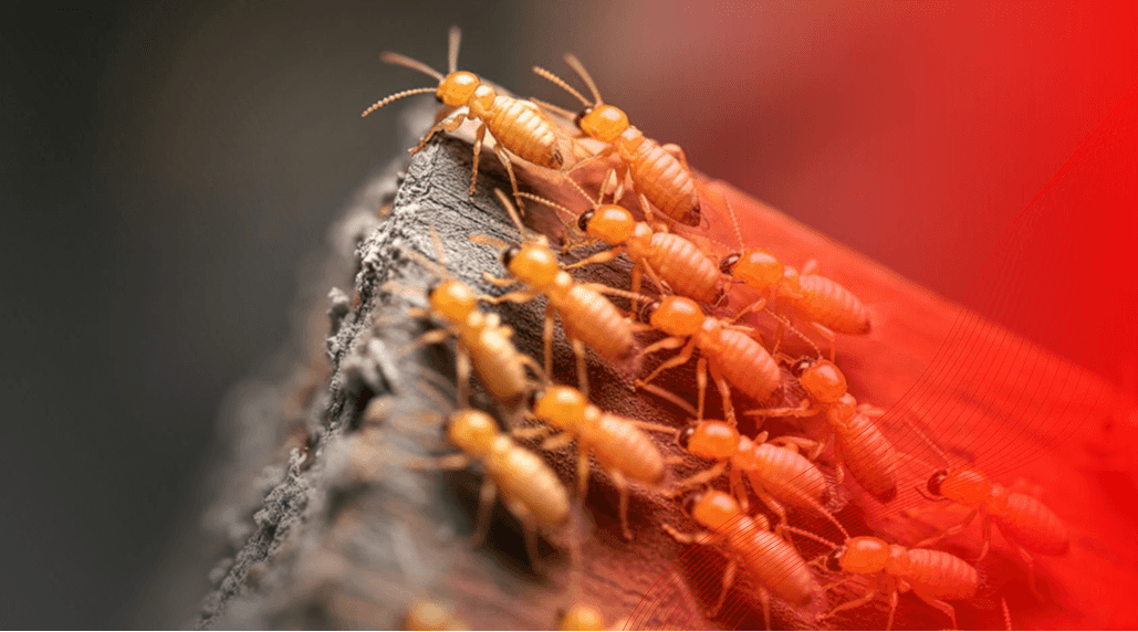 Moisture Management in Johns Creek: The First Step in Helping to Prevent Termites