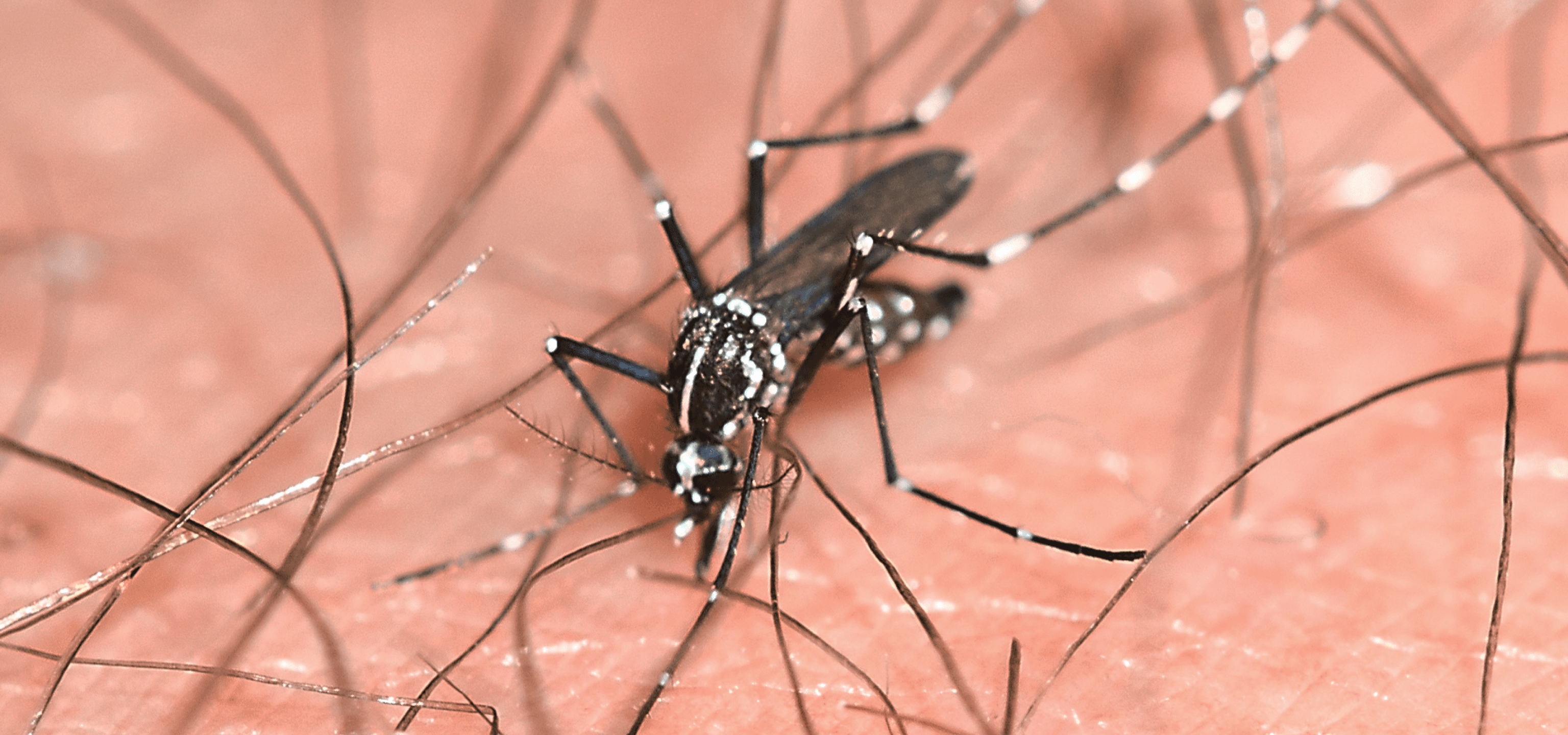 Mosquito Control Acworth