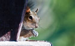 https://www.northfultonexterminating.com/_next/image?url=%2F_next%2Fstatic%2Fmedia%2Fpopup-squirrel.3d1d341a.jpg&w=640&q=75