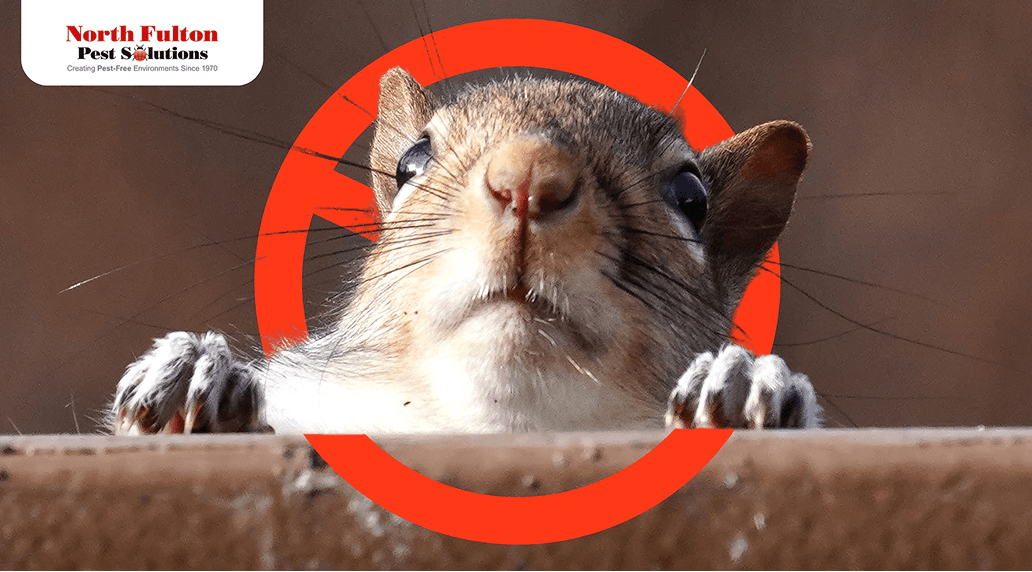 Rodent Proofing in Decatur: How to Fix Entry Points in a Weekend