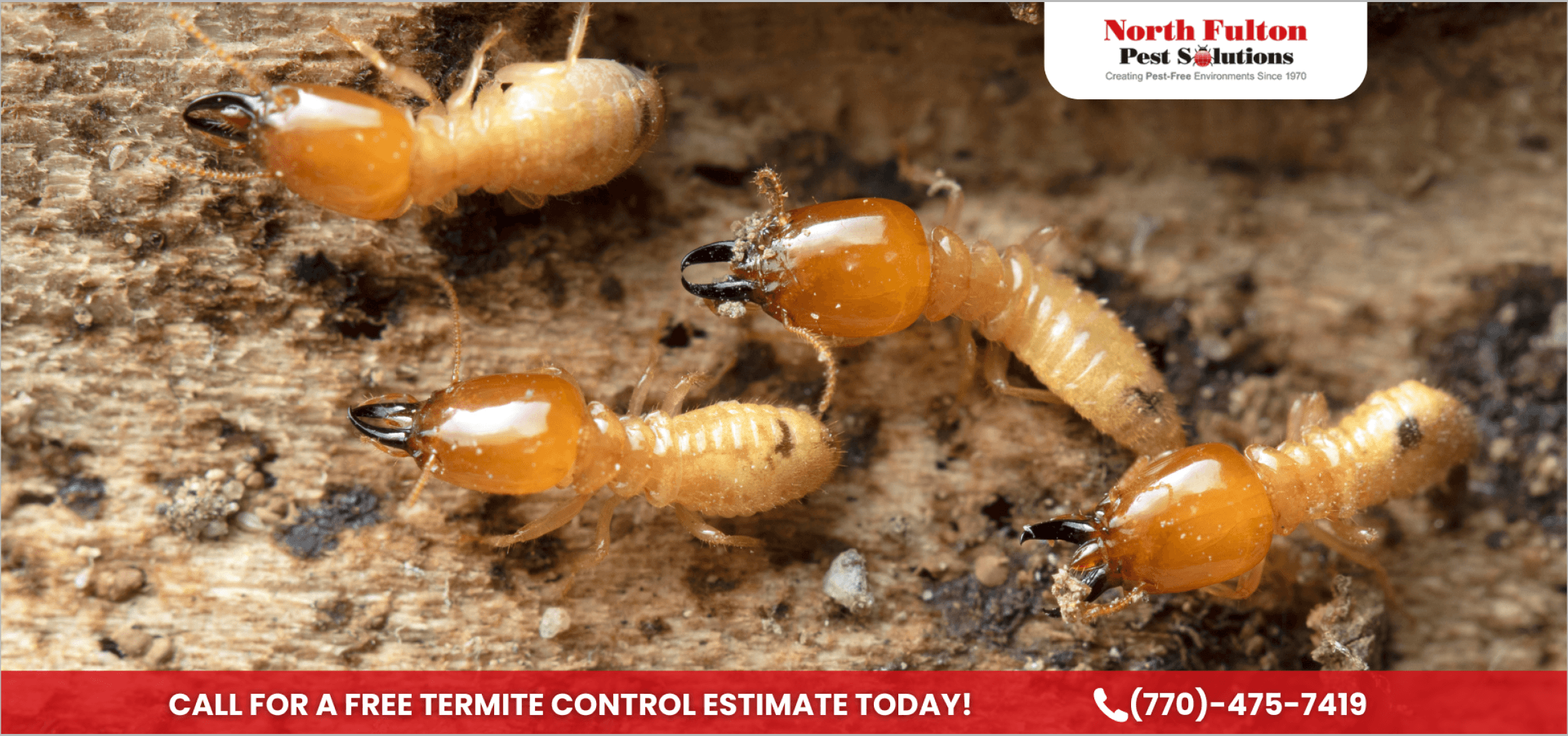 Termite Control