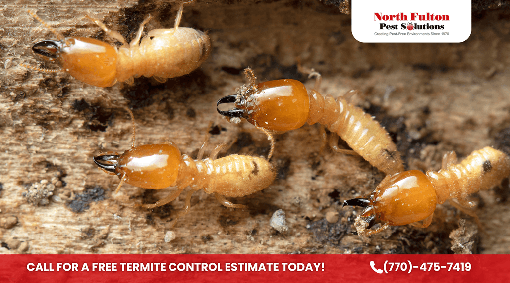 Termite Risk Across Atlanta’s Suburbs: Signs and Next Steps
