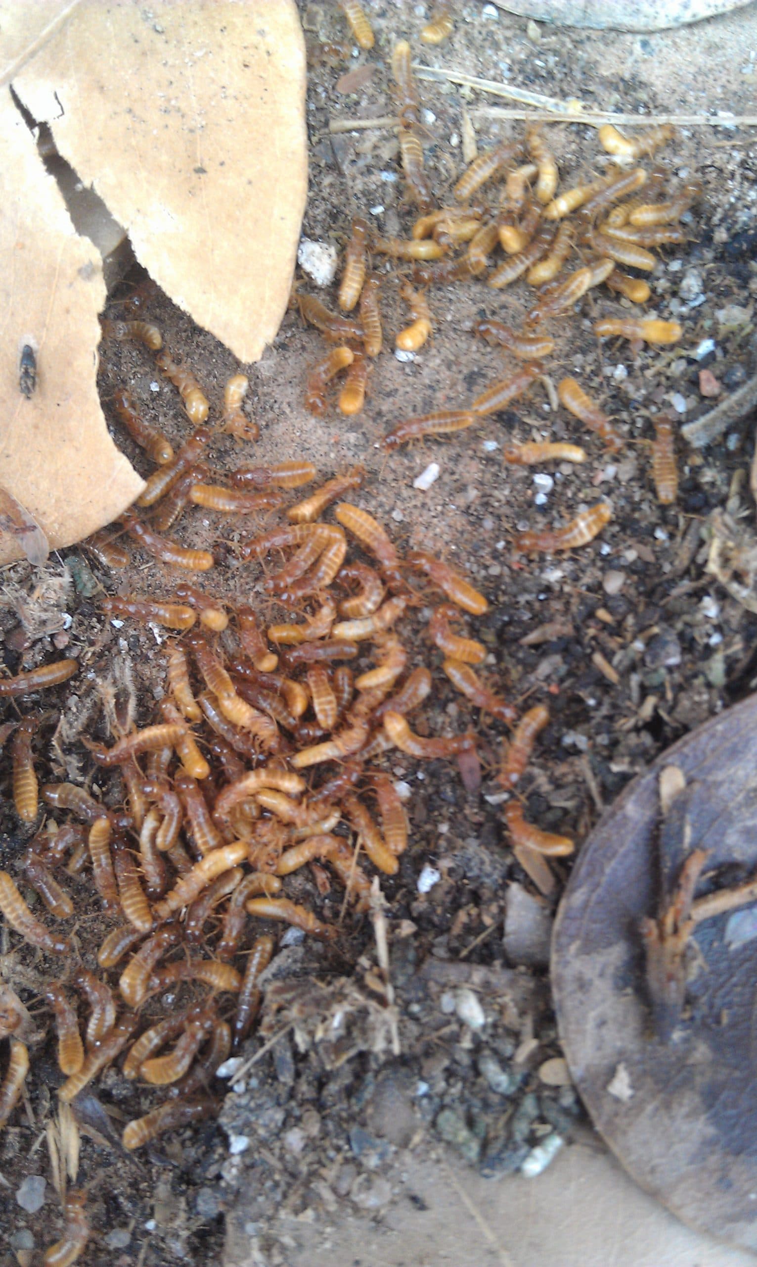 Termites