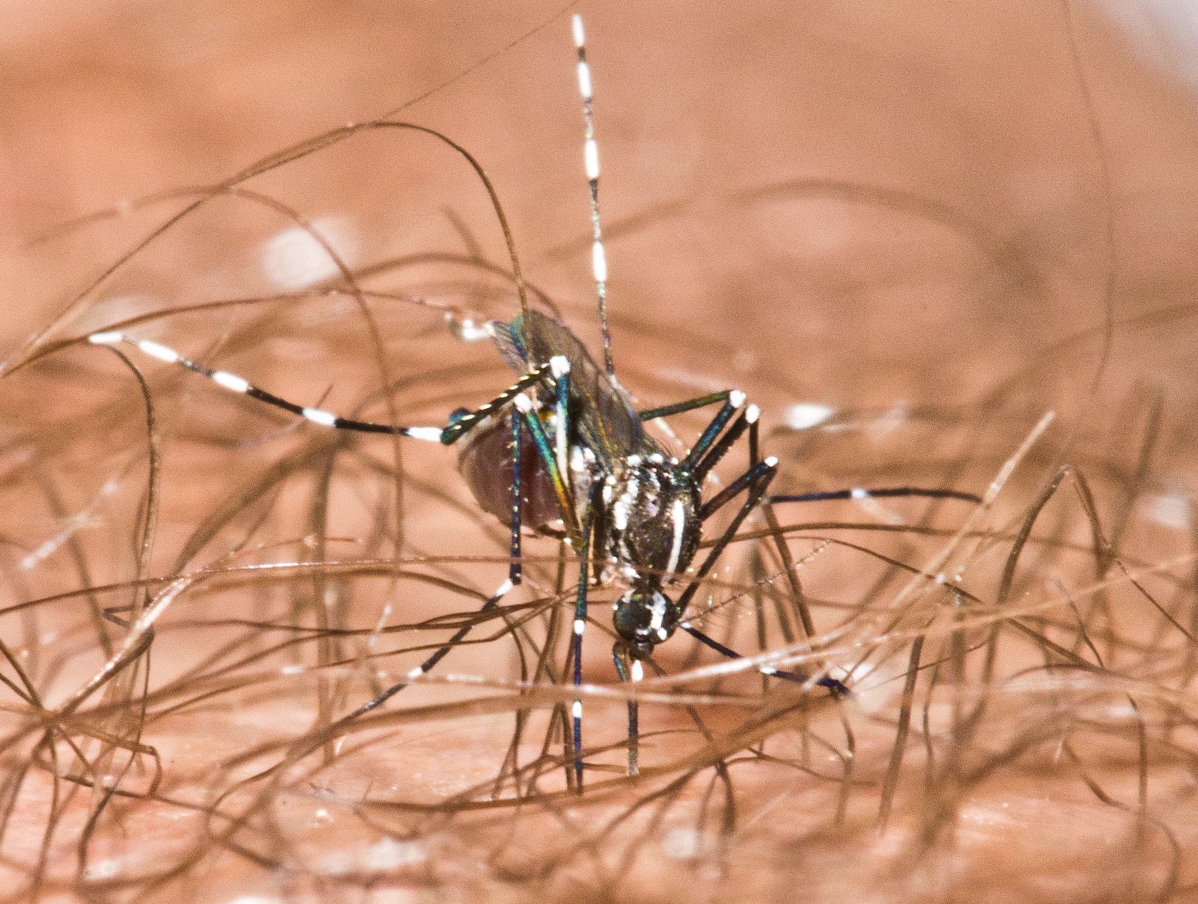 Tiger Mosquito