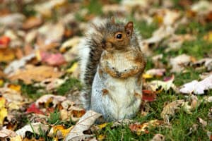 Dead Squirrel Removal