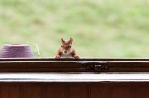 Eliminate Squirrels in the Attic atlanta