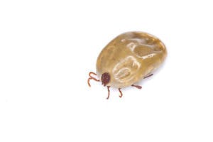 Fleas and Ticks in Your Home