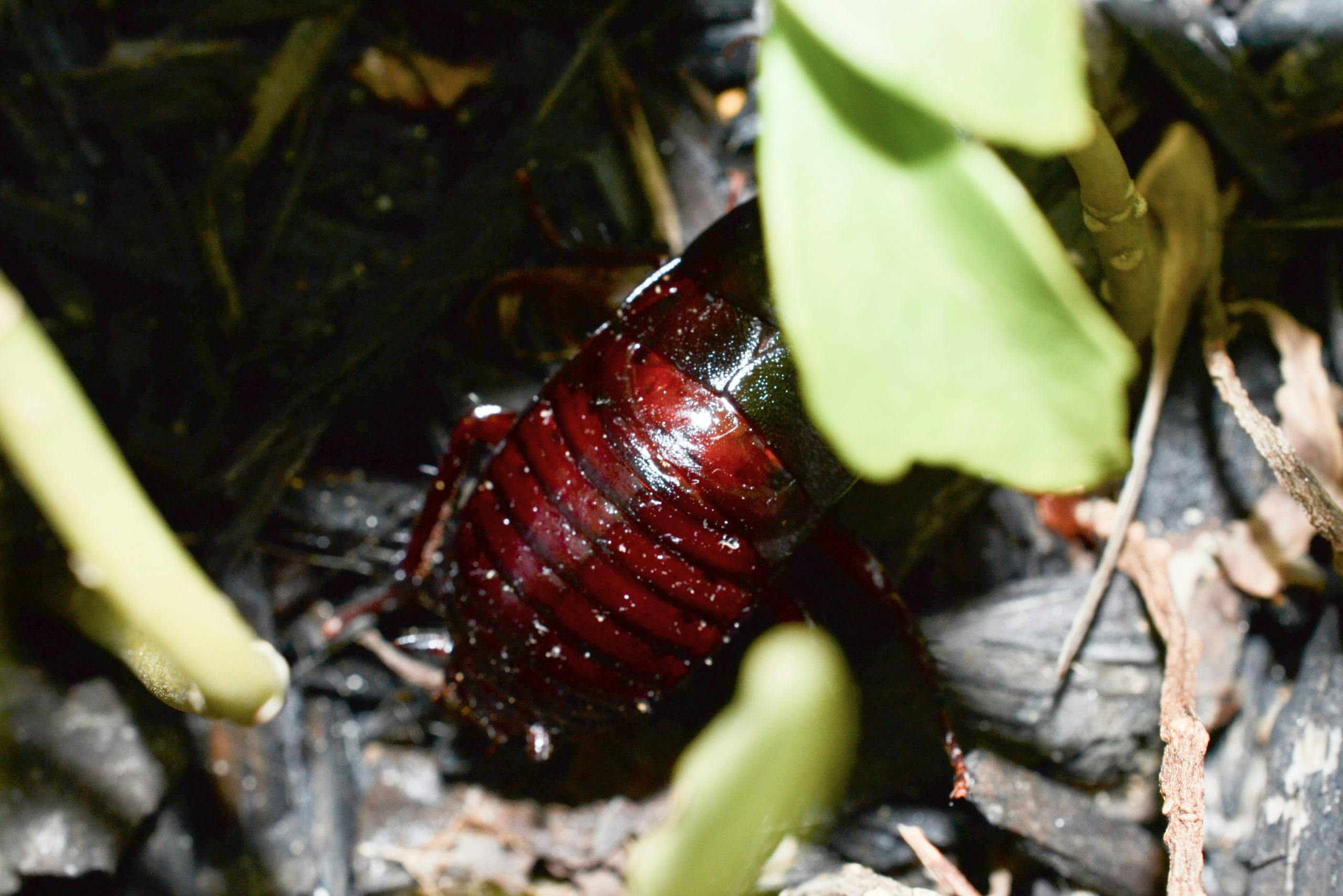 Florida-woods-cockroach-behind-leaves-3