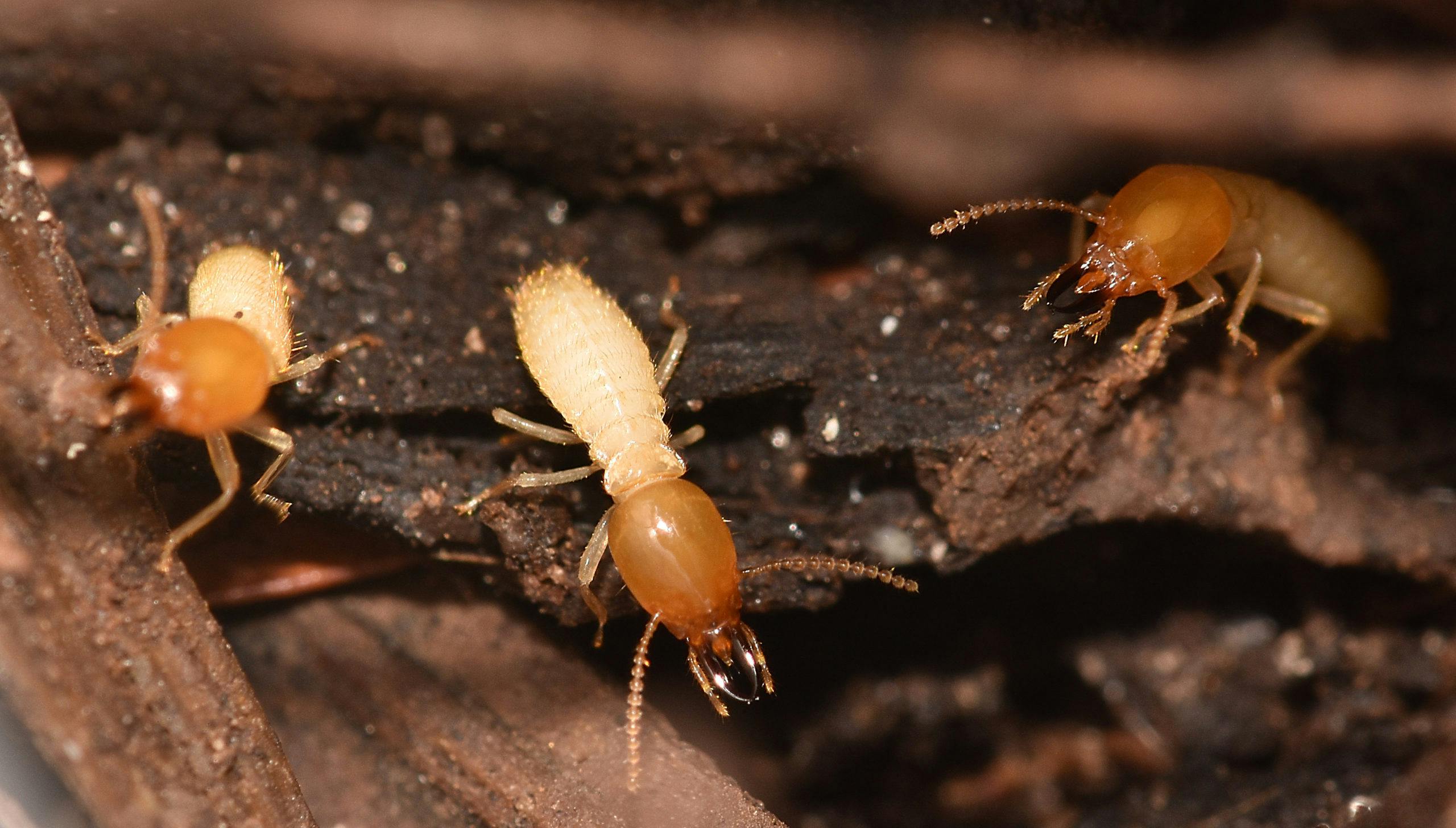 Formosan termite