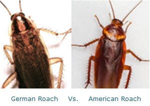 German roaches vs. American roaches