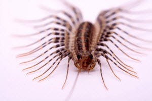 House Centipede Pest Control