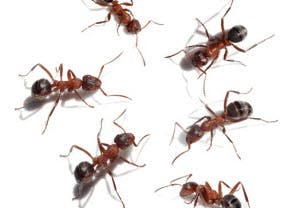 How to Eliminate Ants alpharetta