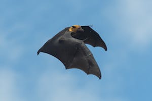 How to Get Rid of Bats in the Attic Vent