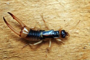 How to Get Rid of Earwigs