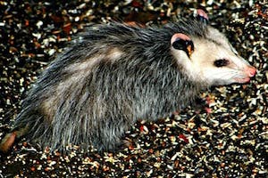 How to Get Rid of Opossums Under the Deck