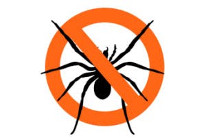 home spider control tips
