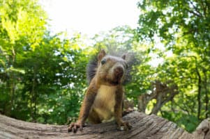 Keep Squirrels Out Of Your Attic