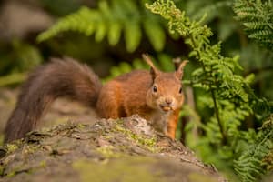 keeping wildlife out of your home