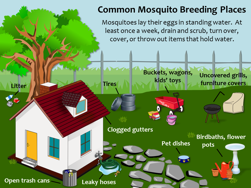 Mosquito-Breeding