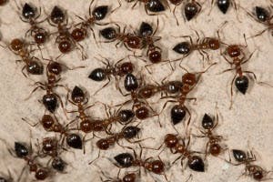 Spring Ant Infestation