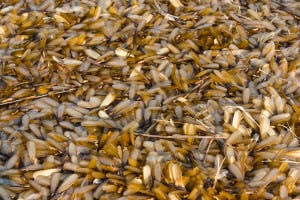 Spring Termite Swarms