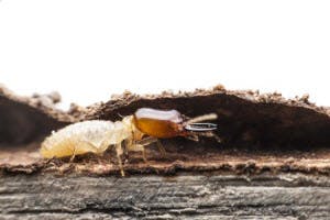 Termidor® Termite Treatment