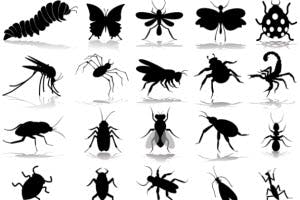 Types of Flying Insects
