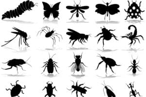 Types of Flying Insects