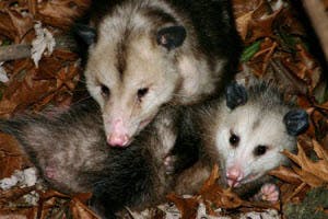 Wildlife Removal in Roswell, GA