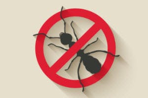 ant removal remedies atlanta