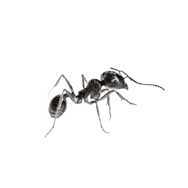 Ants
