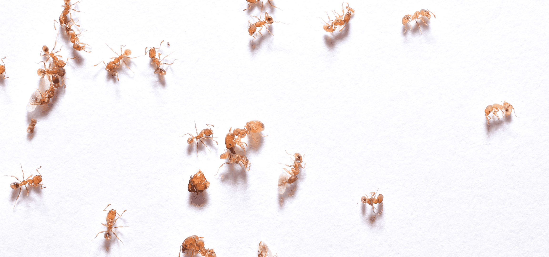 ants