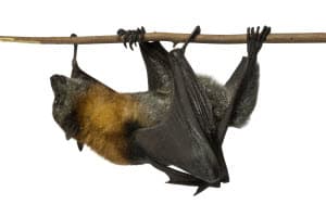 Atlanta bat control services