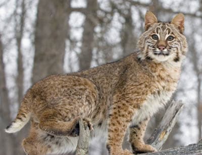 Bobcat