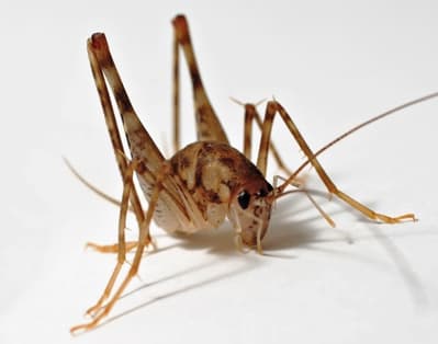 Cave Cricket