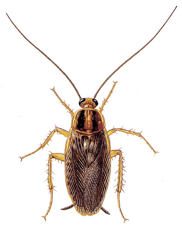 German Cockroach