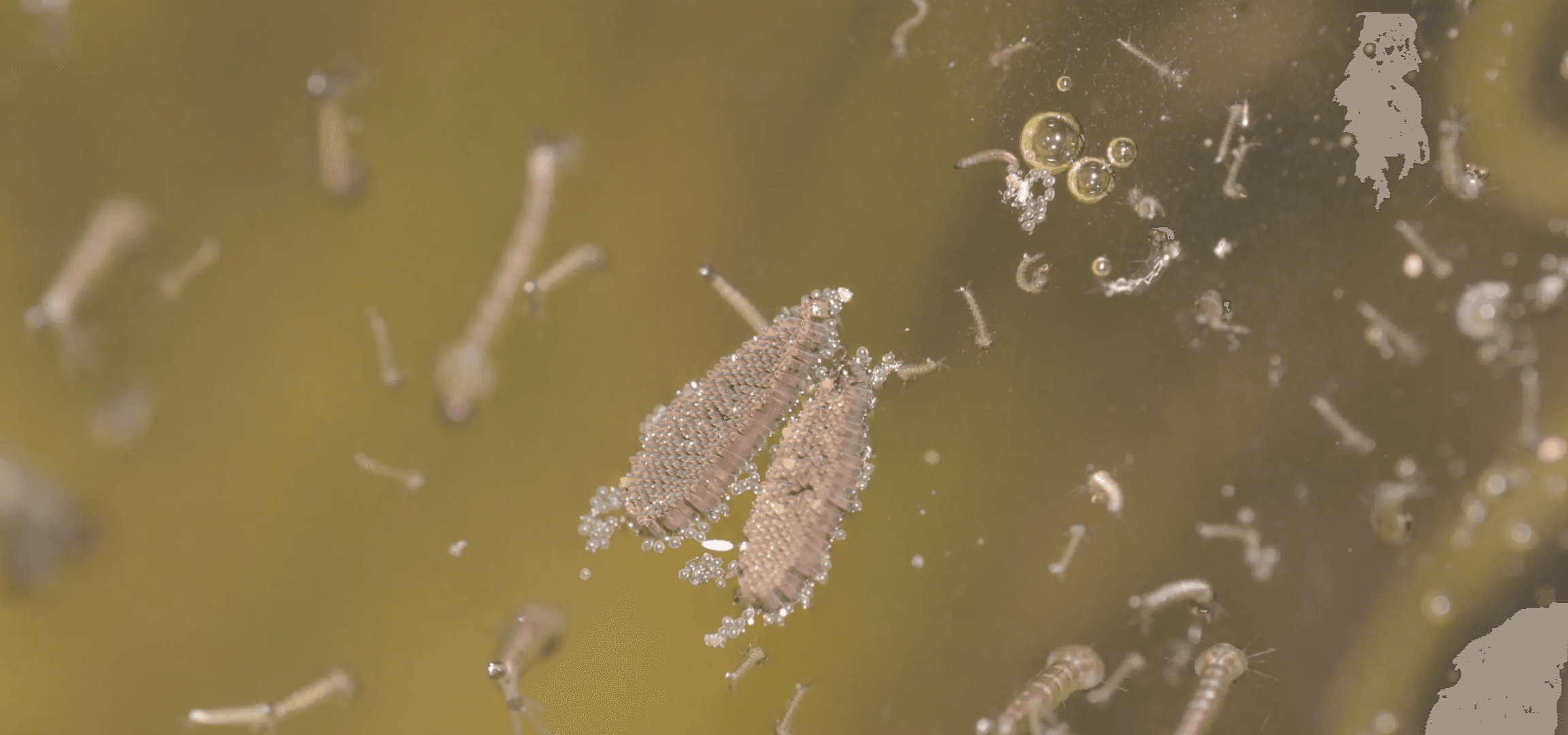 Eliminate Standing Water On a 3–7 Day Rhythm