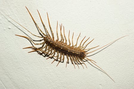 get rid of house centipedes