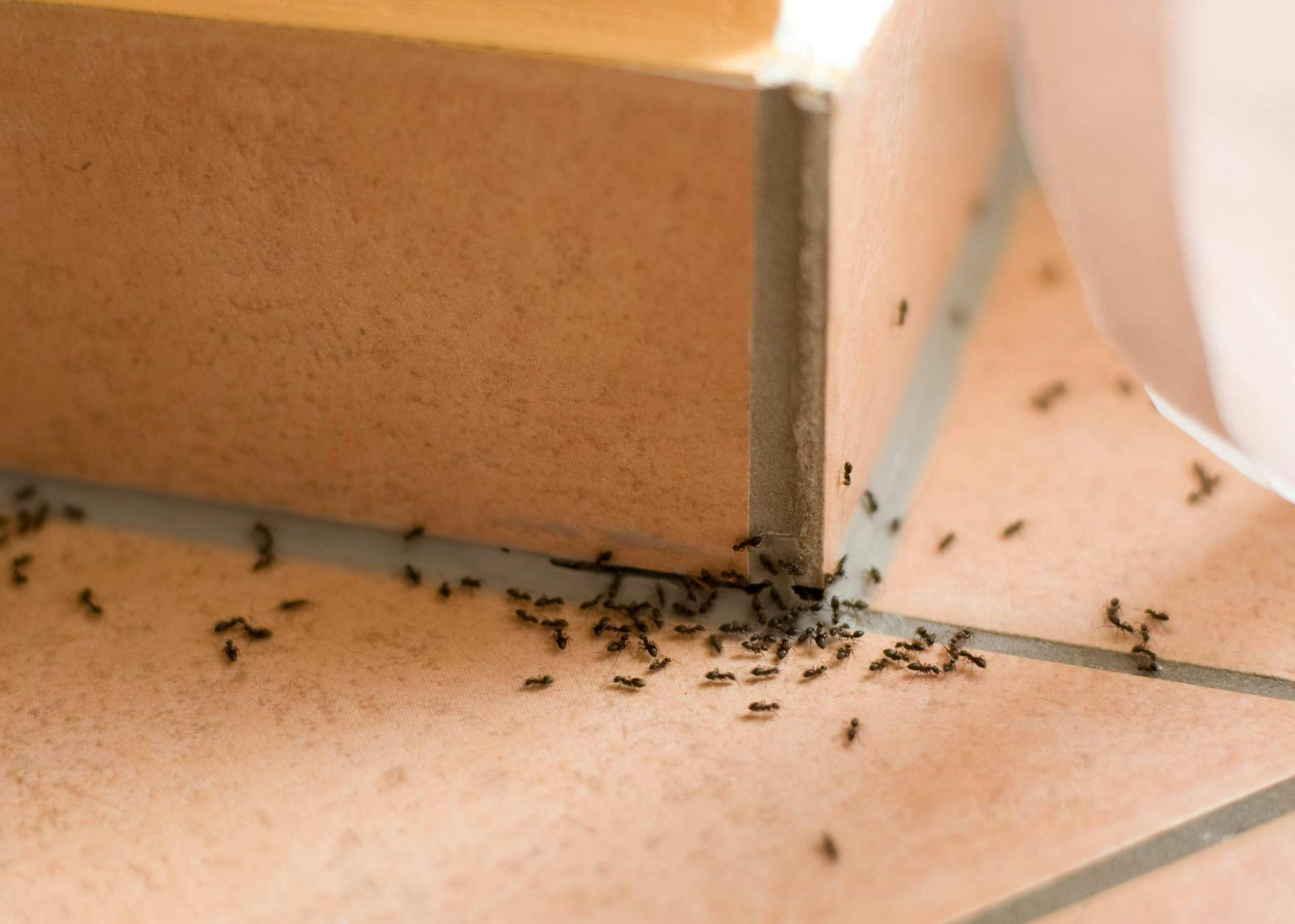 get rid of the ants