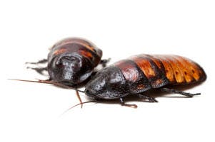 home roach control atlanta
