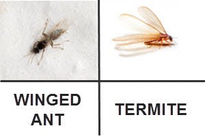 Difference between a Winged Ant and Swarming Termite