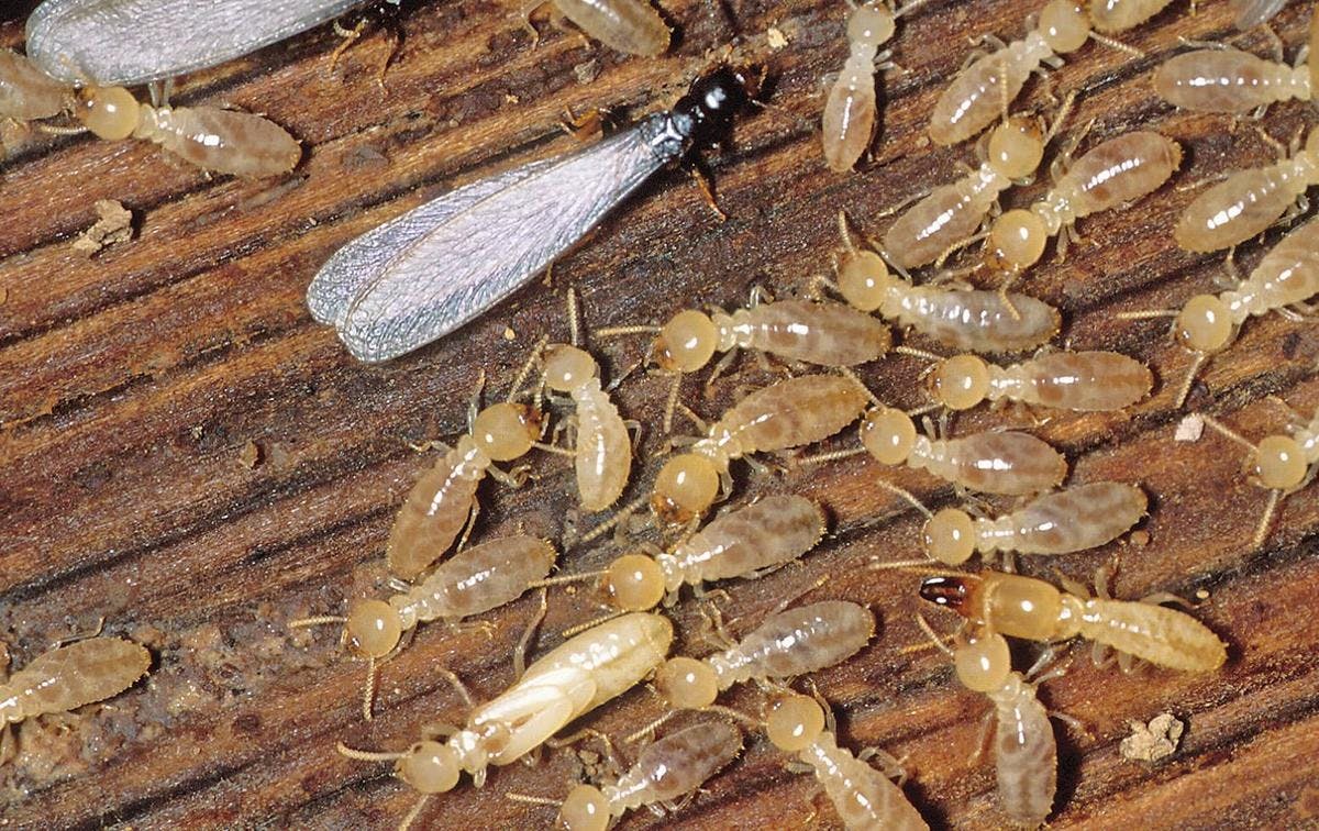 Termite Control in Atlanta